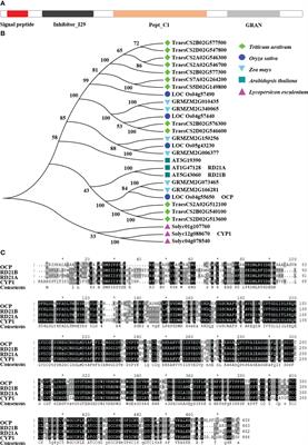 Knockout of a papain-like cysteine protease gene OCP enhances blast resistance in rice